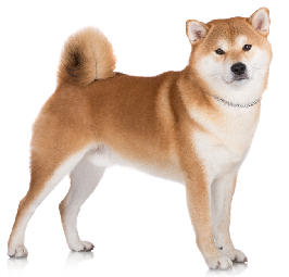 akita_dog