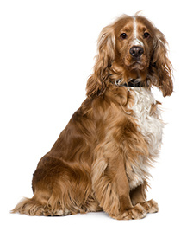 american_cocker_spaniel_dog