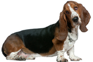 basset_hound_dog