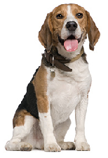 beagle_dog