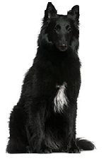 belgian_shepherd_dog