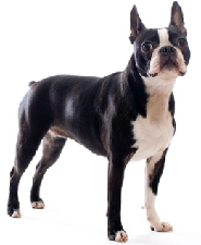 boston_terrier_dog