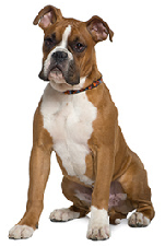 boxer_dog