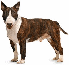 bull_terrier_dog