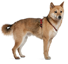 canaan_dog