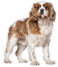 cavalier_king_charles_spaniel_dog