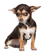 chihuahua_dog