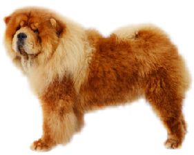 chow_chow_dog