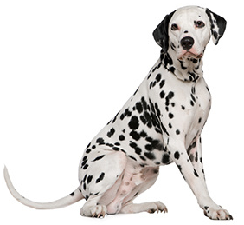 dalmatian_dog