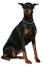 doberman_dog