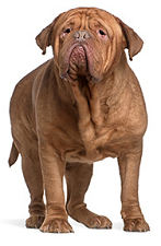 dogue_de_Bordeaux_dog