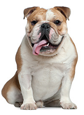 english_bulldog_dog