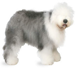 english_sheep_dog