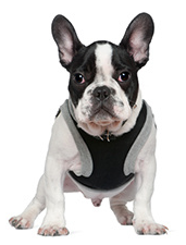 french_bulldog