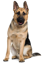 german_shepherd_dog