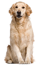 golden_retriever_dog