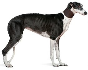 greyhound_dog