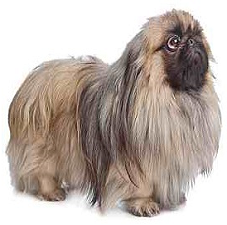 pekingese_dog