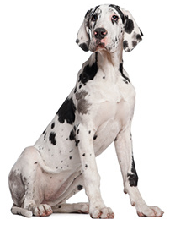 pointer_dog