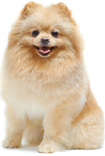 pomeranian_spitz_dog