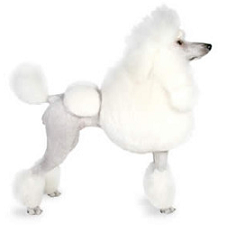 poodle_dog