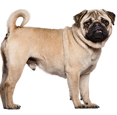 pug_dog