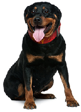 rottweiler_dog