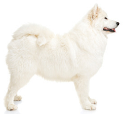 samoyed_dog