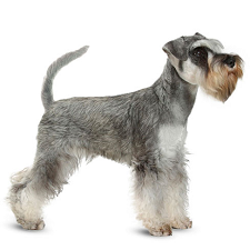 schnauzer_dog