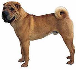 sharpei_dog