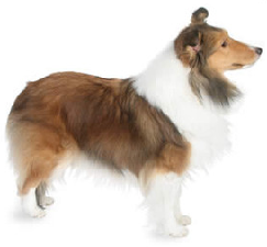 sheltie_dog