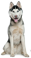 siberian_husky_dog