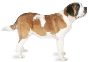 st_bernard_dog