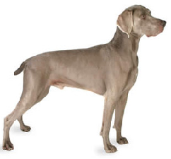 weimaraner_dog