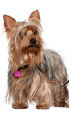 yorkshire_terrier_dog